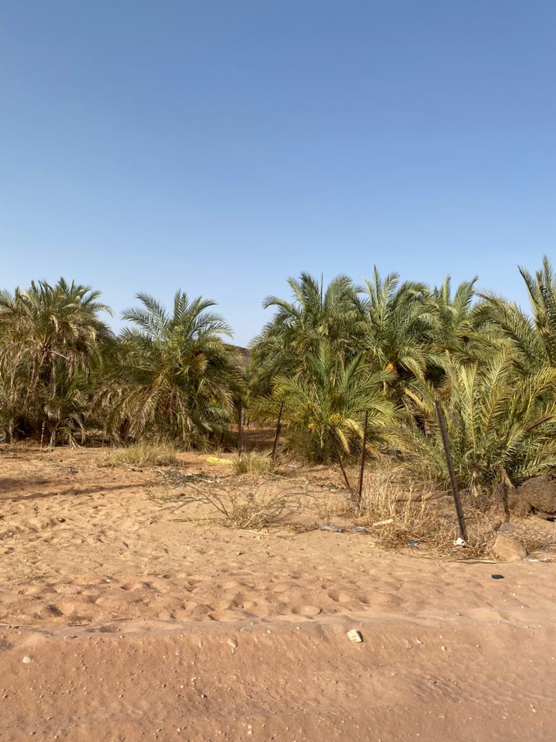 ���� ������